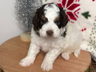 Cavapoo dogs Dasher - Ad 30