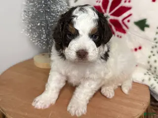 Cavapoo dogs Dasher - Ad 10