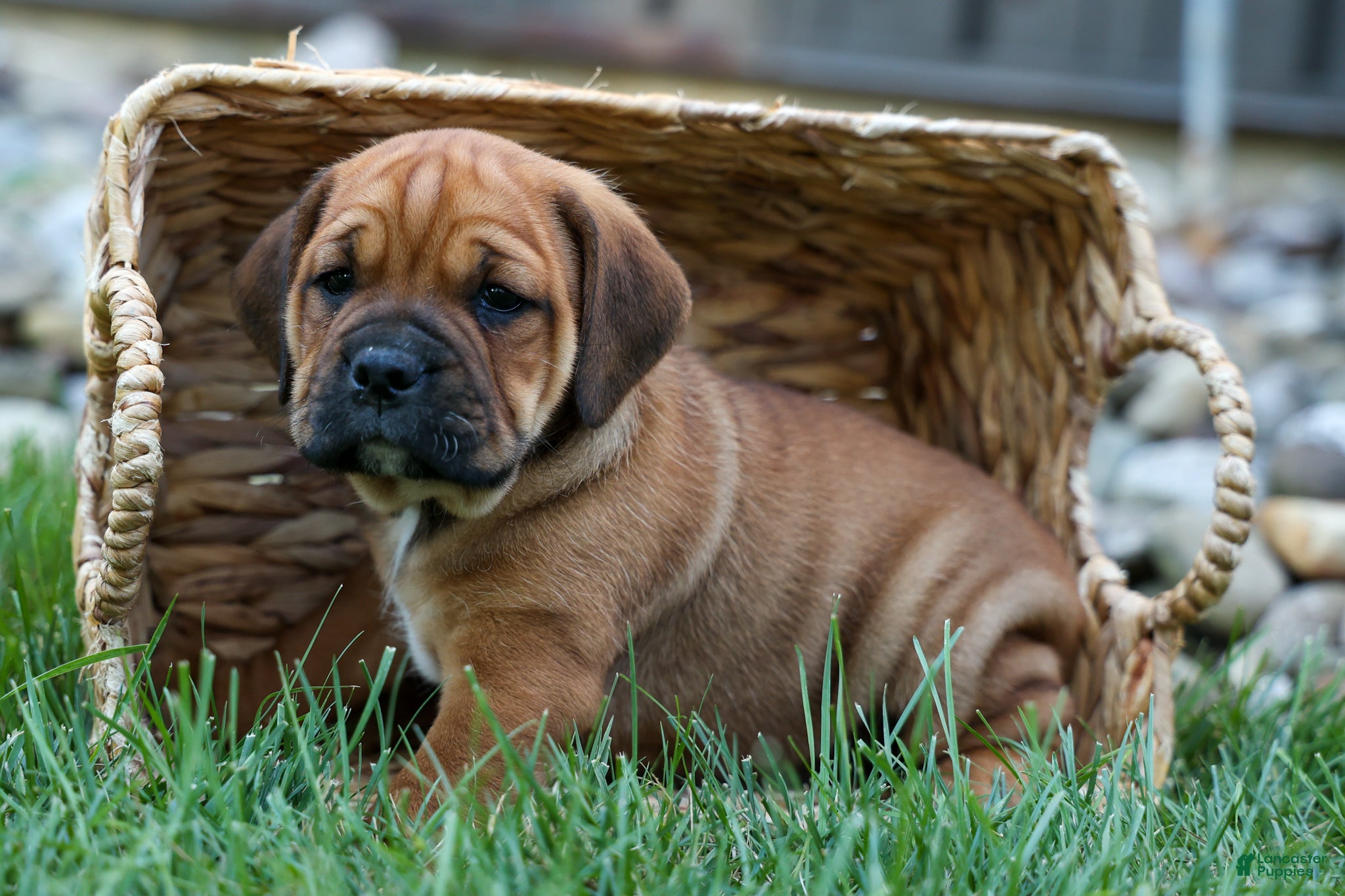 Beabull dogs Axel 💙🐾 - Ad 1