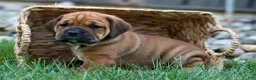 Beabull dogs for sale: Axel 💙🐾 - Ad 1