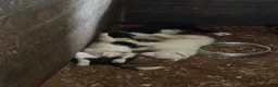 Border Collie dogs for sale: Black & White Male - Ad 9