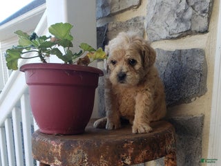 Mixed Breed dogs - Ad 16