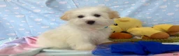 Maltipoo dogs for sale: Luke - Ad 3