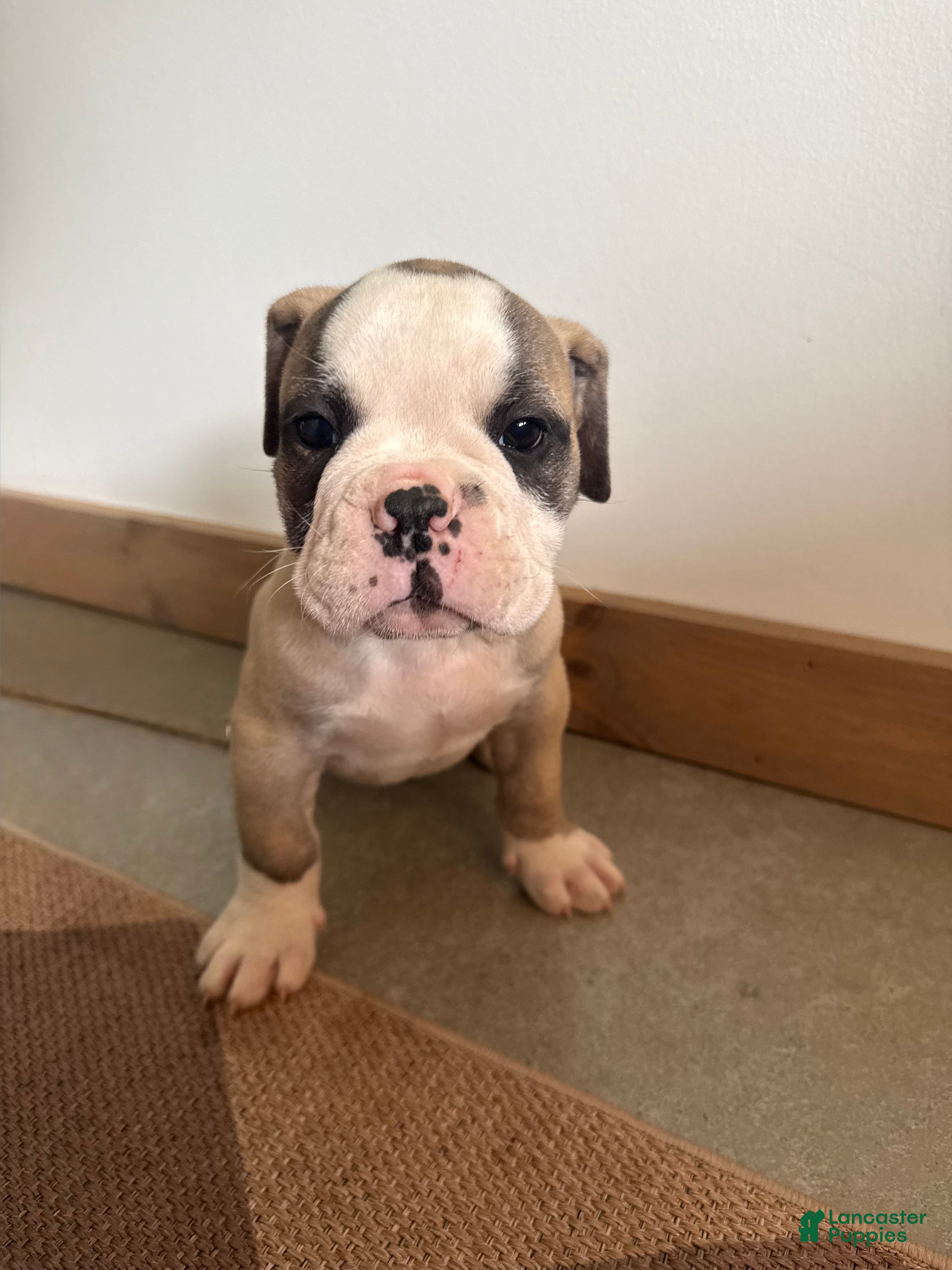 Olde English Bulldogge dogs Olde English Bulldogge 3 - Ad 39