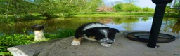 Border Collie dogs for sale: LEA - Ad 3
