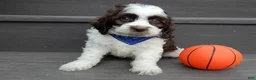 Cockapoo dogs for sale: Cockapoo Puppy 1 - Ad 1