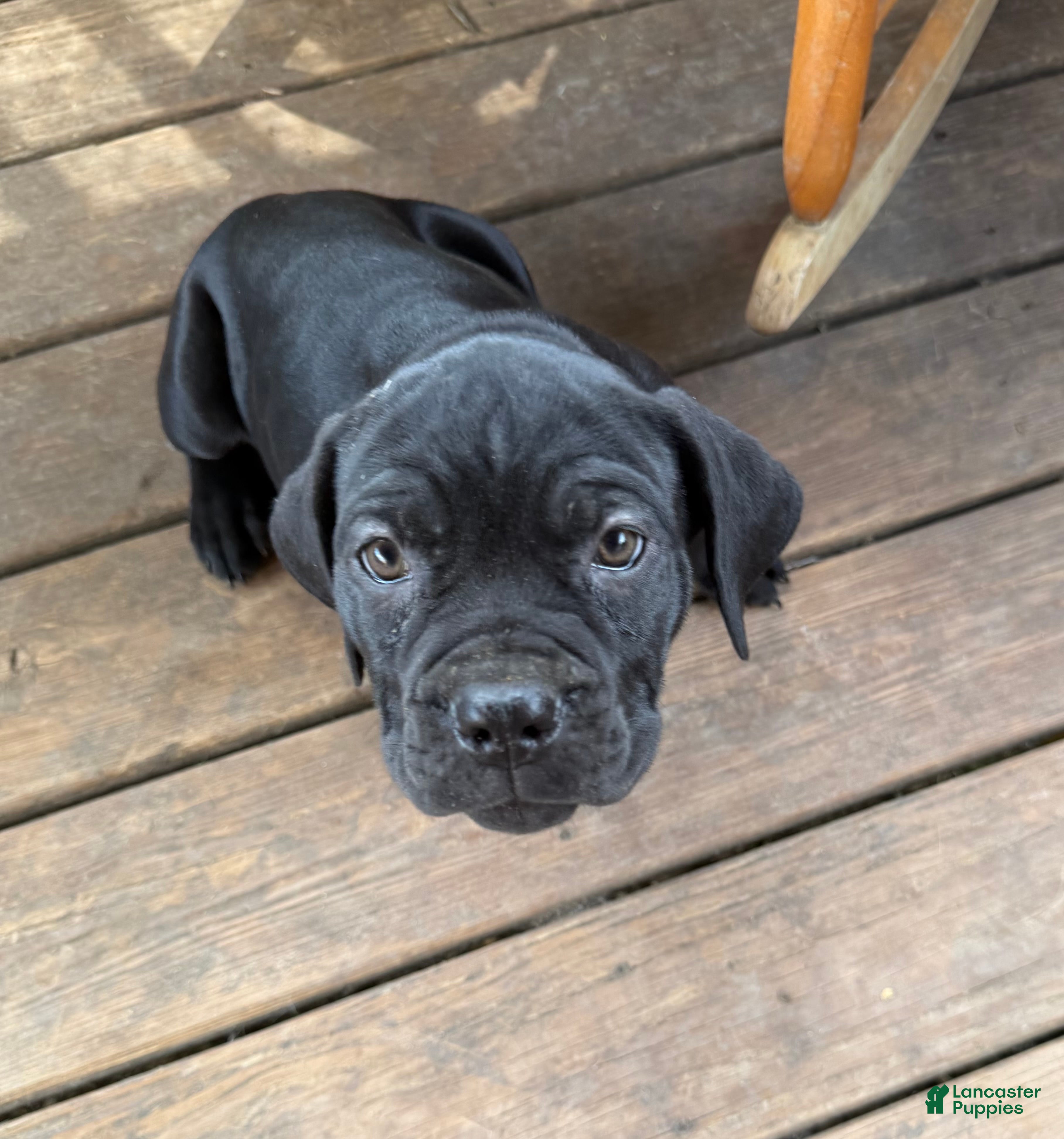 Cane Corso dogs LP - Ad 1