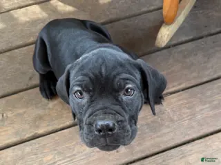 Cane Corso dogs for sale: LP - Ad 1
