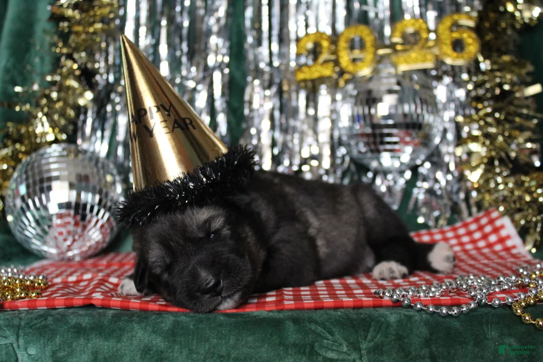 Gerberian Shepsky dogs for sale: 6 Red - Ad 9