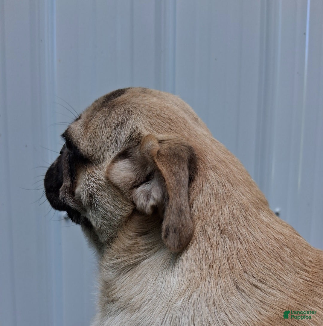 Pug dogs Karl  - Ad 2