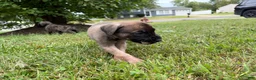 English Mastiff dogs for sale: Banshee  - Ad 2