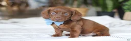 Miniature Dachshund dogs for sale: Adouille - Ad 1