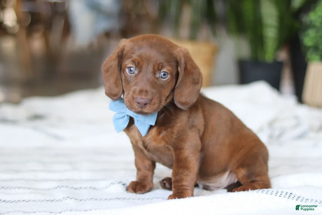 Miniature Dachshund dogs for sale: Adouille - Ad 1