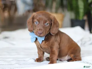 Miniature Dachshund dogs Adouille - Ad 8