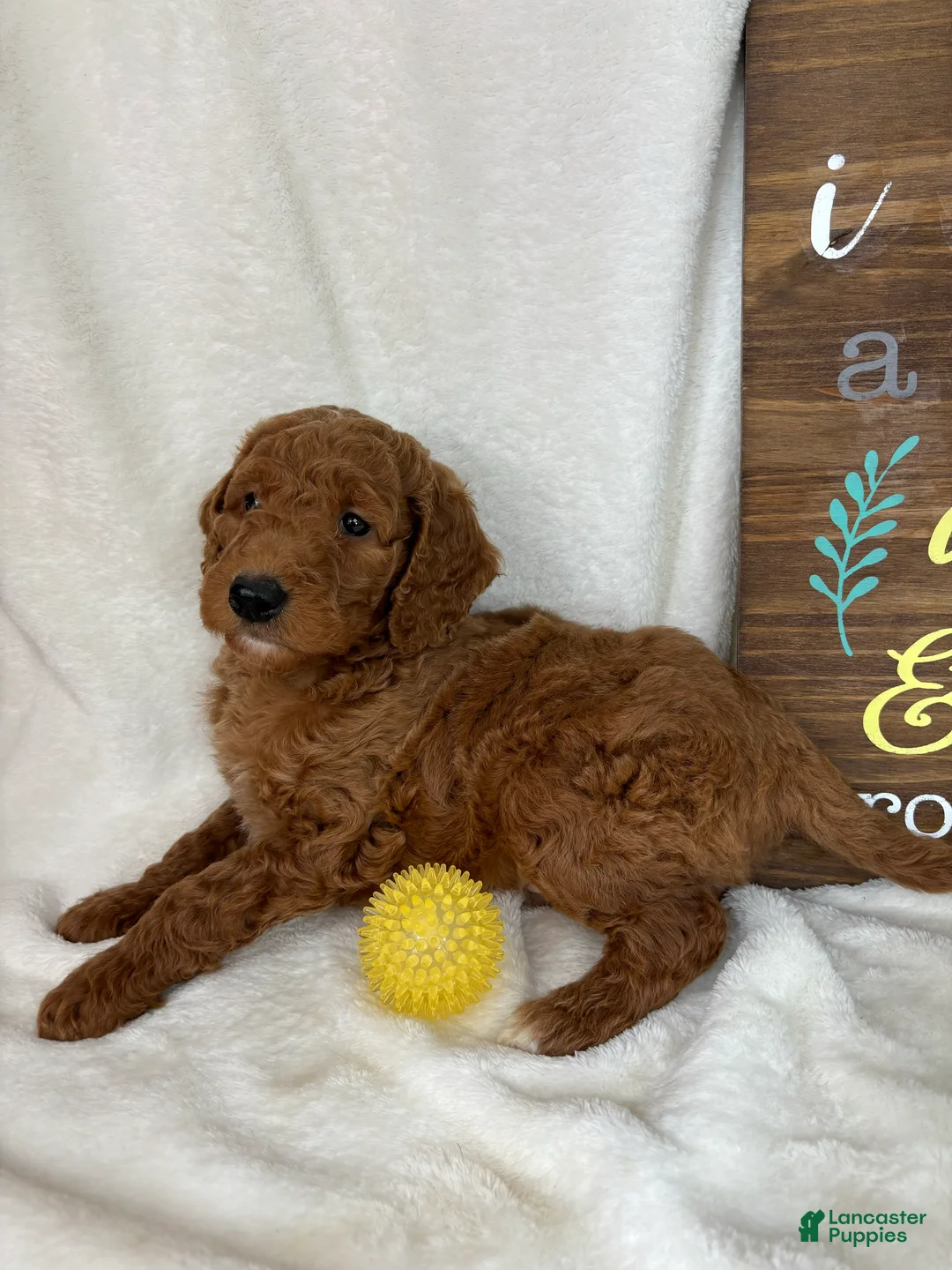 Mini Goldendoodle dogs for sale: Giligan - Ad 2
