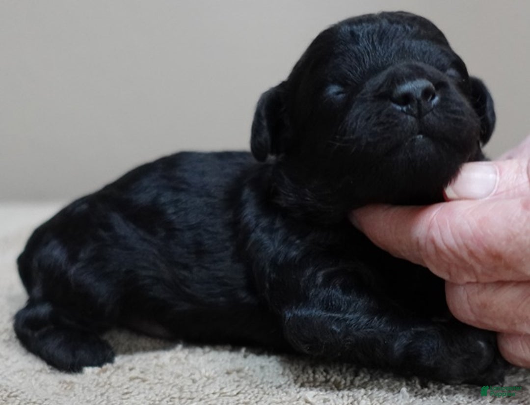 Toy Poodle dogs for sale: Benny - Ad 7