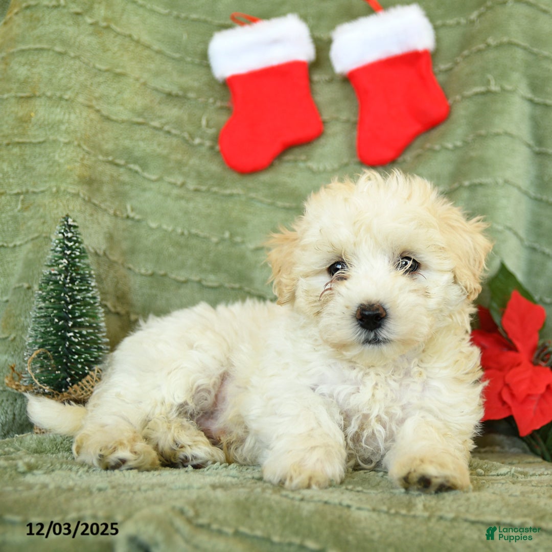 Mixed Breed dogs for sale: Sleek - Ad 2