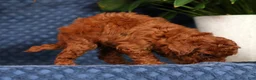 Cavapoo dogs for sale: Sasha - Ad 8