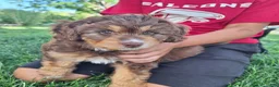 Mini Aussiedoodle dogs for sale: Yellow - Ad 9