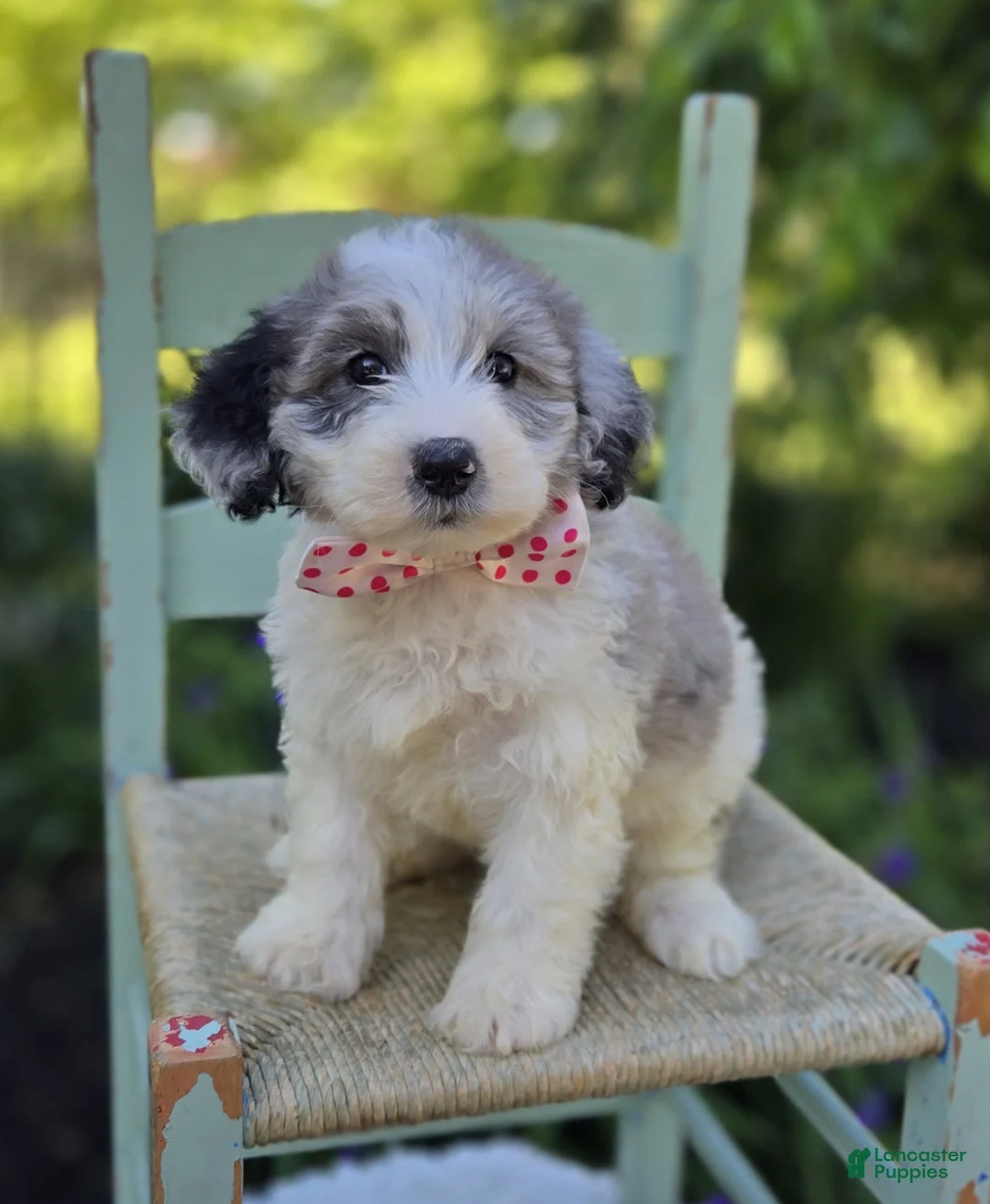 Mini Sheepadoodle dogs for sale: Trish - Ad 1