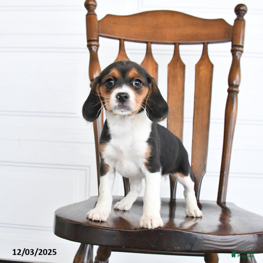 Beaglier dogs for sale: Honey - Ad 2