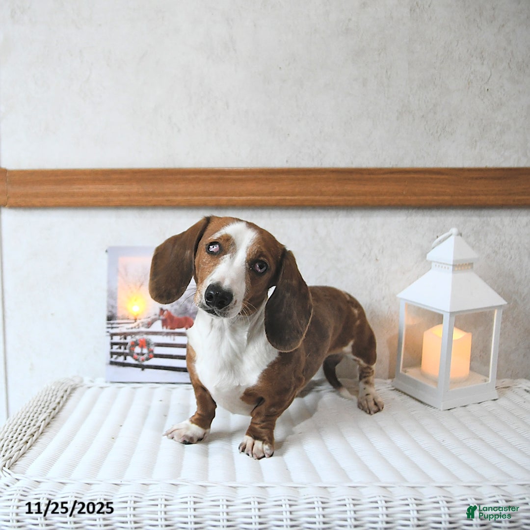 Miniature Dachshund dogs for sale: Connie SPECIAL NEEDS - Ad 5