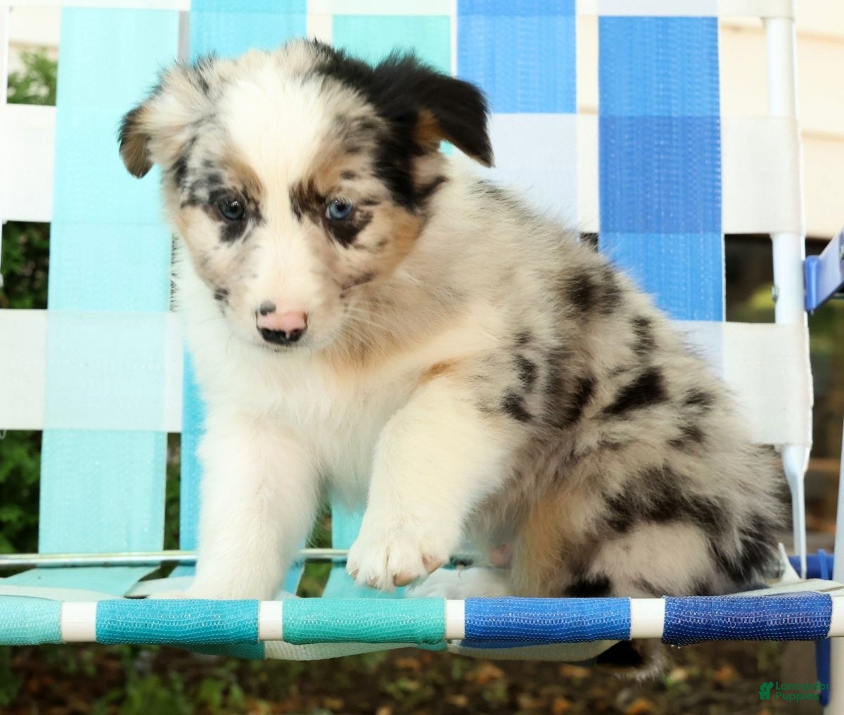 Australian Shepherd dogs for sale: Jack - Ad 9