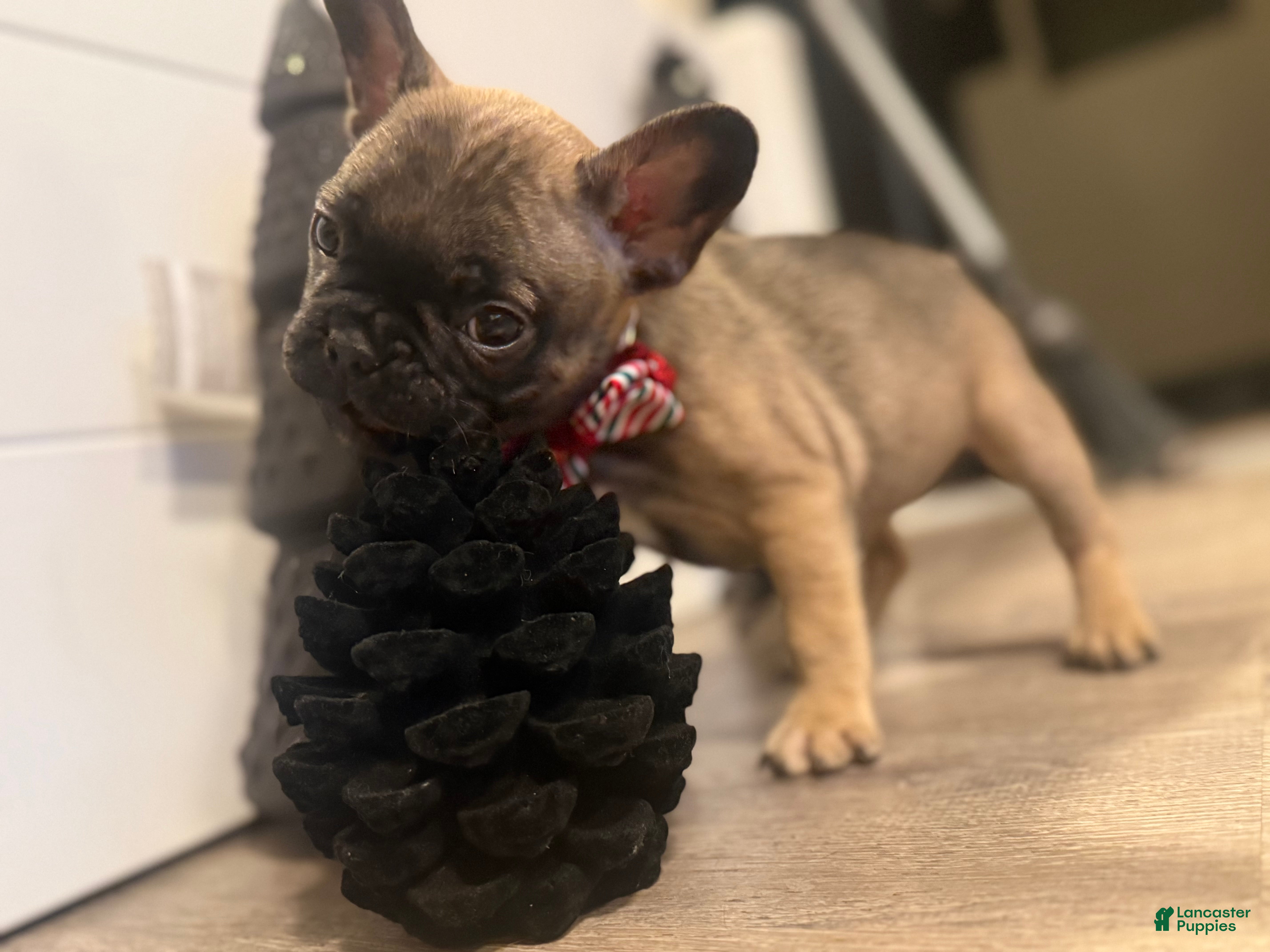French Bulldog dogs French Bulldog Puppy 3 - Ad 6