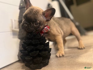 French Bulldog dogs French Bulldog Puppy 3 - Ad 6