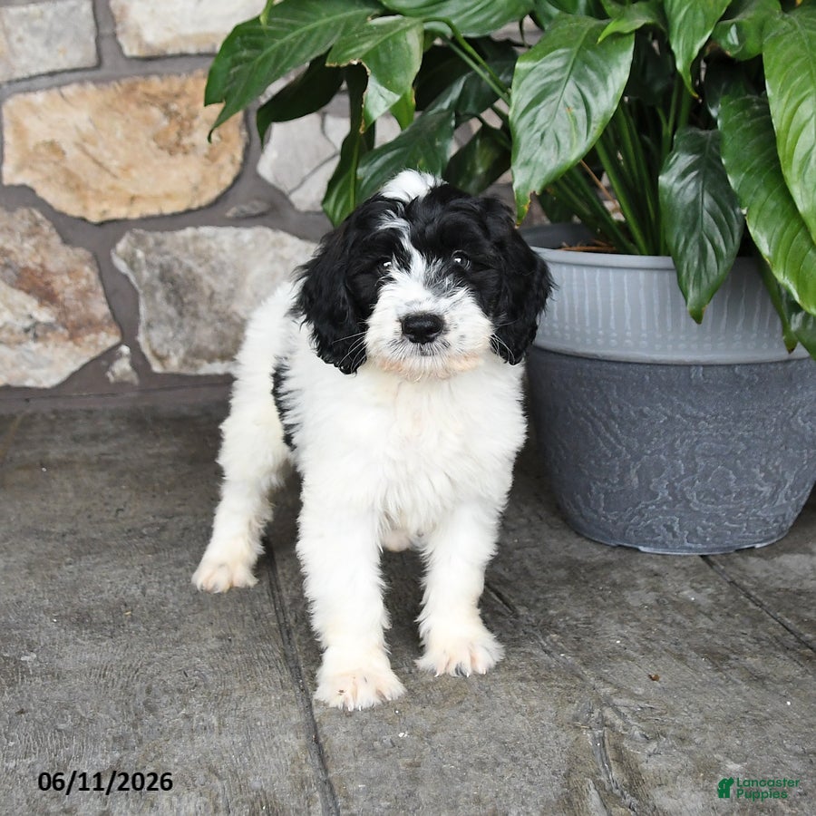 Double Doodle dogs Bandit - Ad 2
