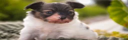 Papillon dogs for sale: Laddie Papillon  - Ad 2