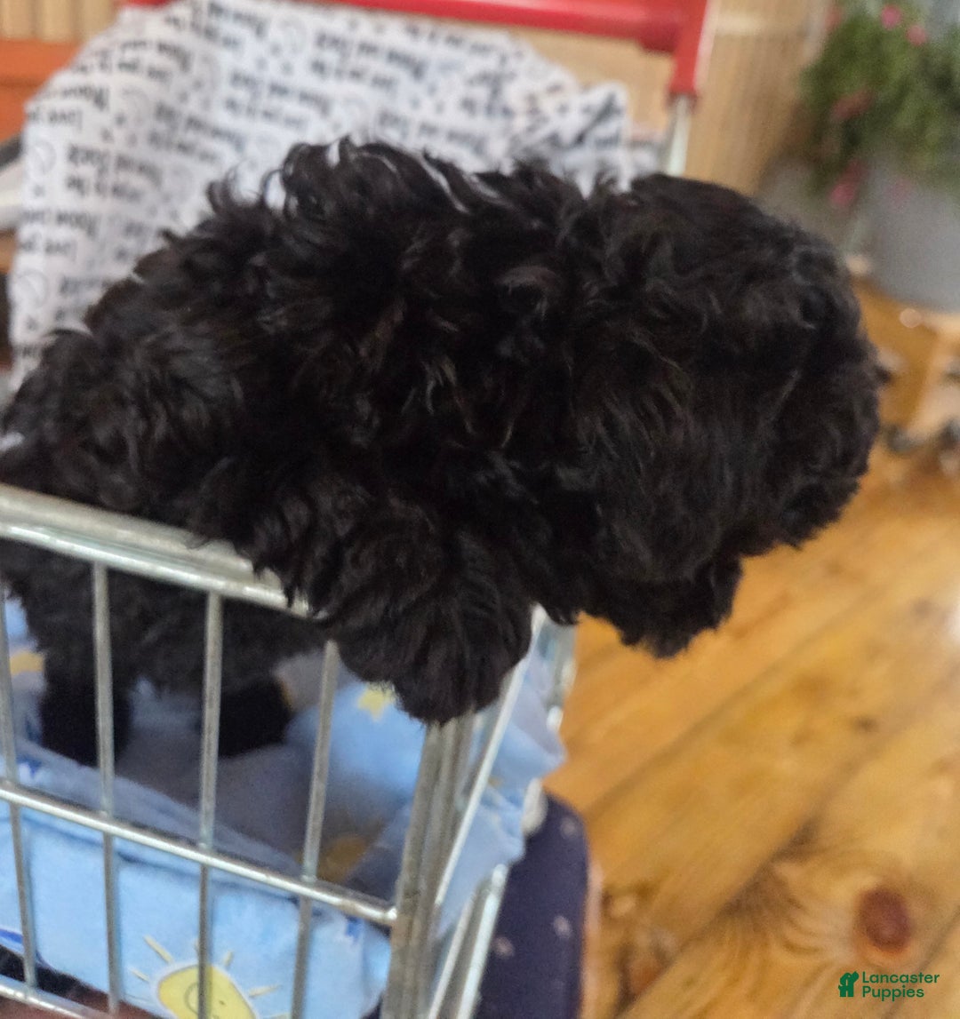 Toy Poodle dogs for sale: Toy Poodle Puppy 2 - Ad 3