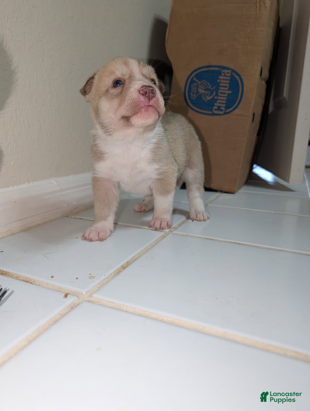 Pitsky dogs Peana - Ad 2