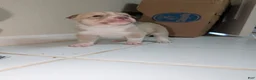 Pitsky dogs for sale: Peana - Ad 2
