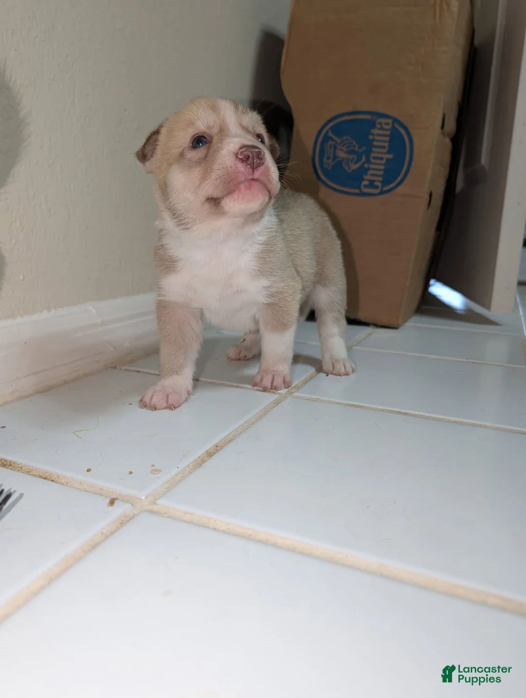 Pitsky dogs for sale: Peana - Ad 2