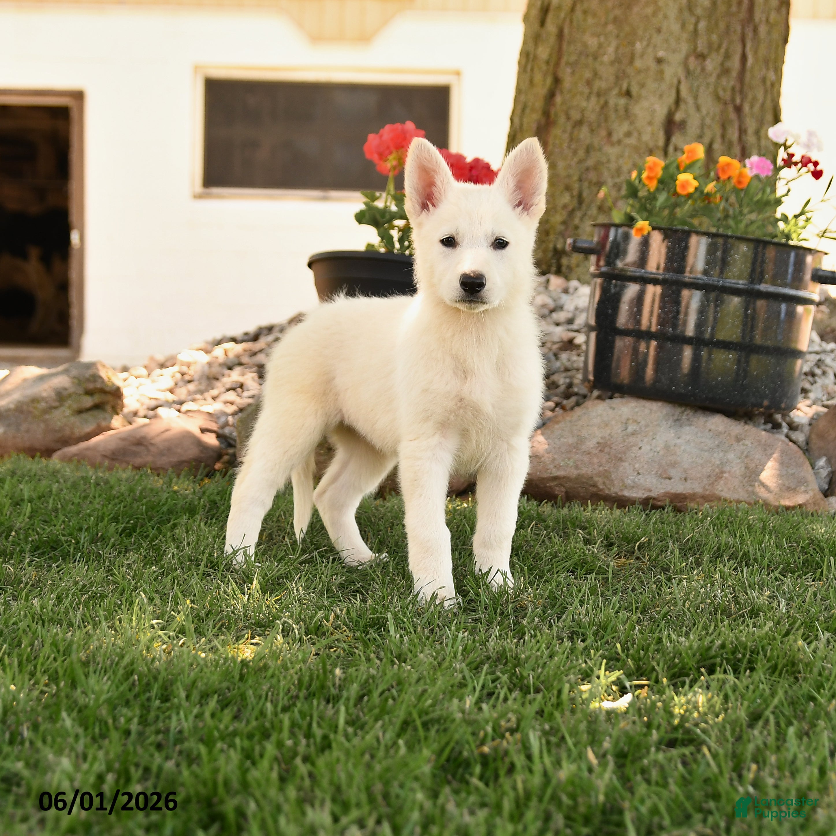 German Shepherd dogs Franny - Ad 1