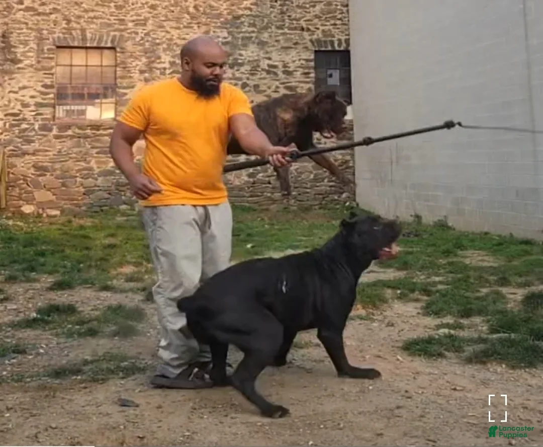 Gallery Image {{count}}