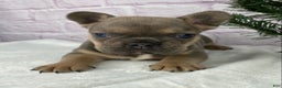 French Bulldog dogs for sale: Mitchell  - Ad 6