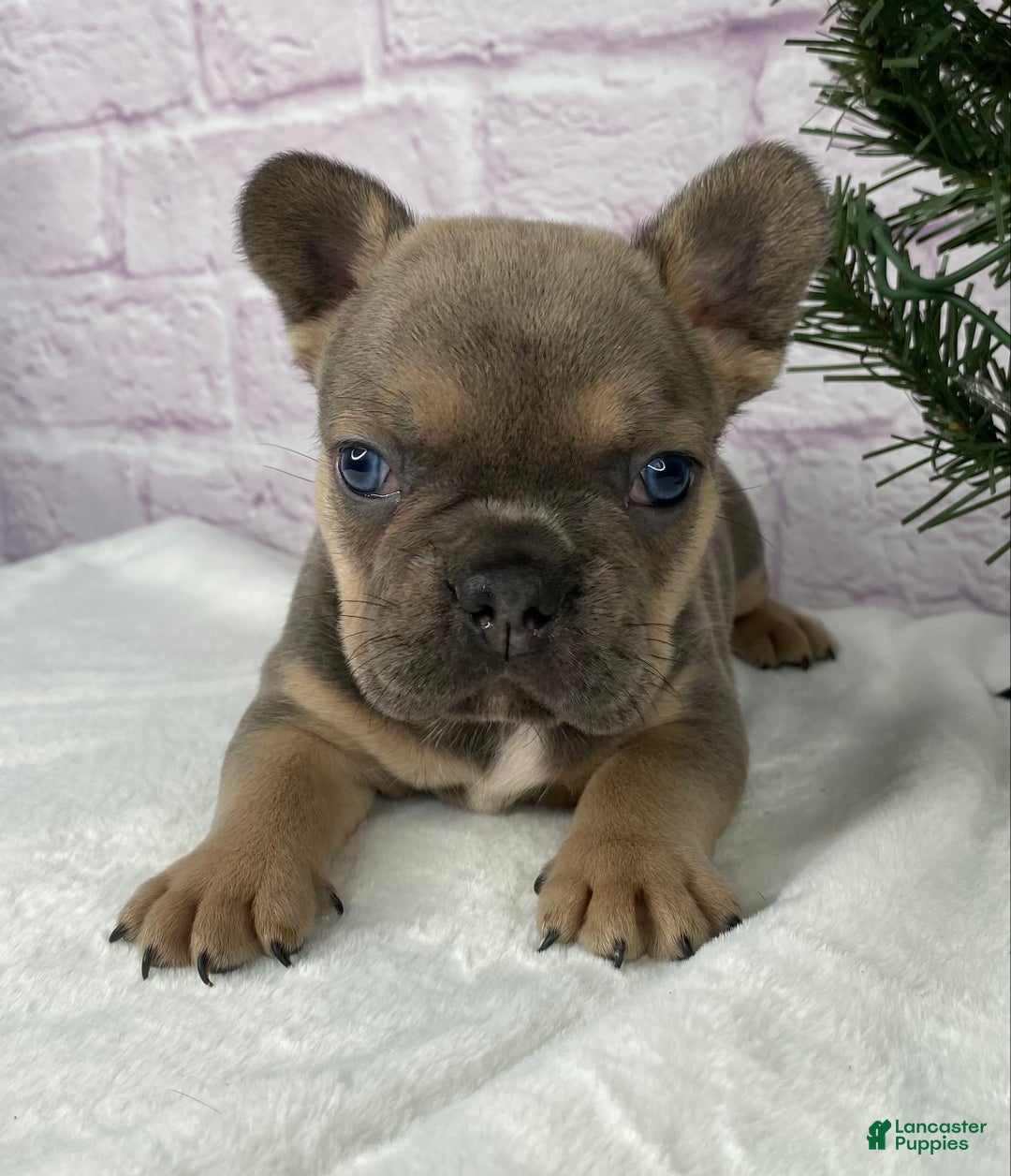 French Bulldog dogs for sale: Mitchell  - Ad 6