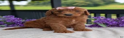 Goldendoodle dogs for sale: Miss Emmie - Ad 22