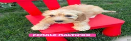 Maltipoo dogs for sale: Maltipoo 2 - Ad 1