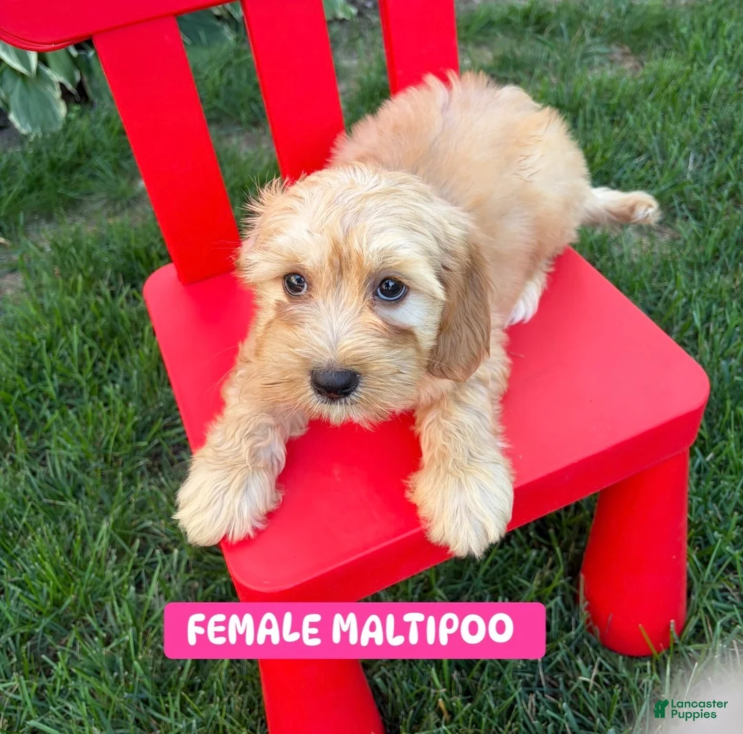 Maltipoo dogs for sale: Maltipoo 2 - Ad 1