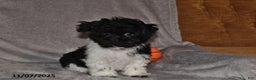 Havanese dogs for sale: Jack  - Ad 9