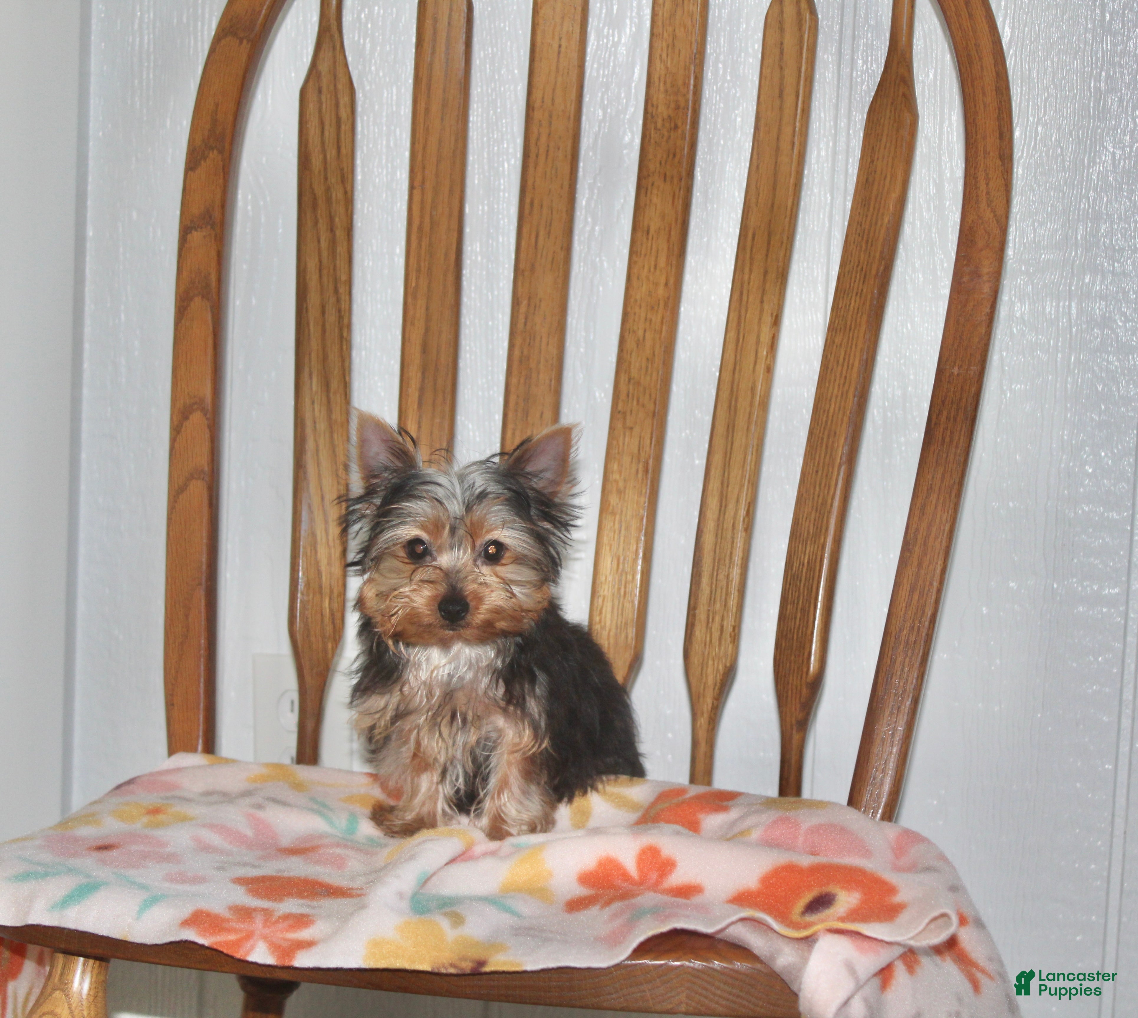 Yorkshire Terrier dogs for sale: Jewel - Ad 1