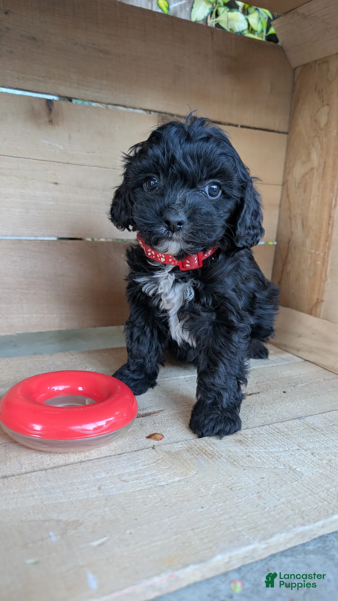 Cavapoo dogs for sale: TRACKER - Ad 1