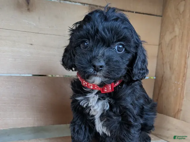 Cavapoo dogs for sale: TRACKER - Ad 1