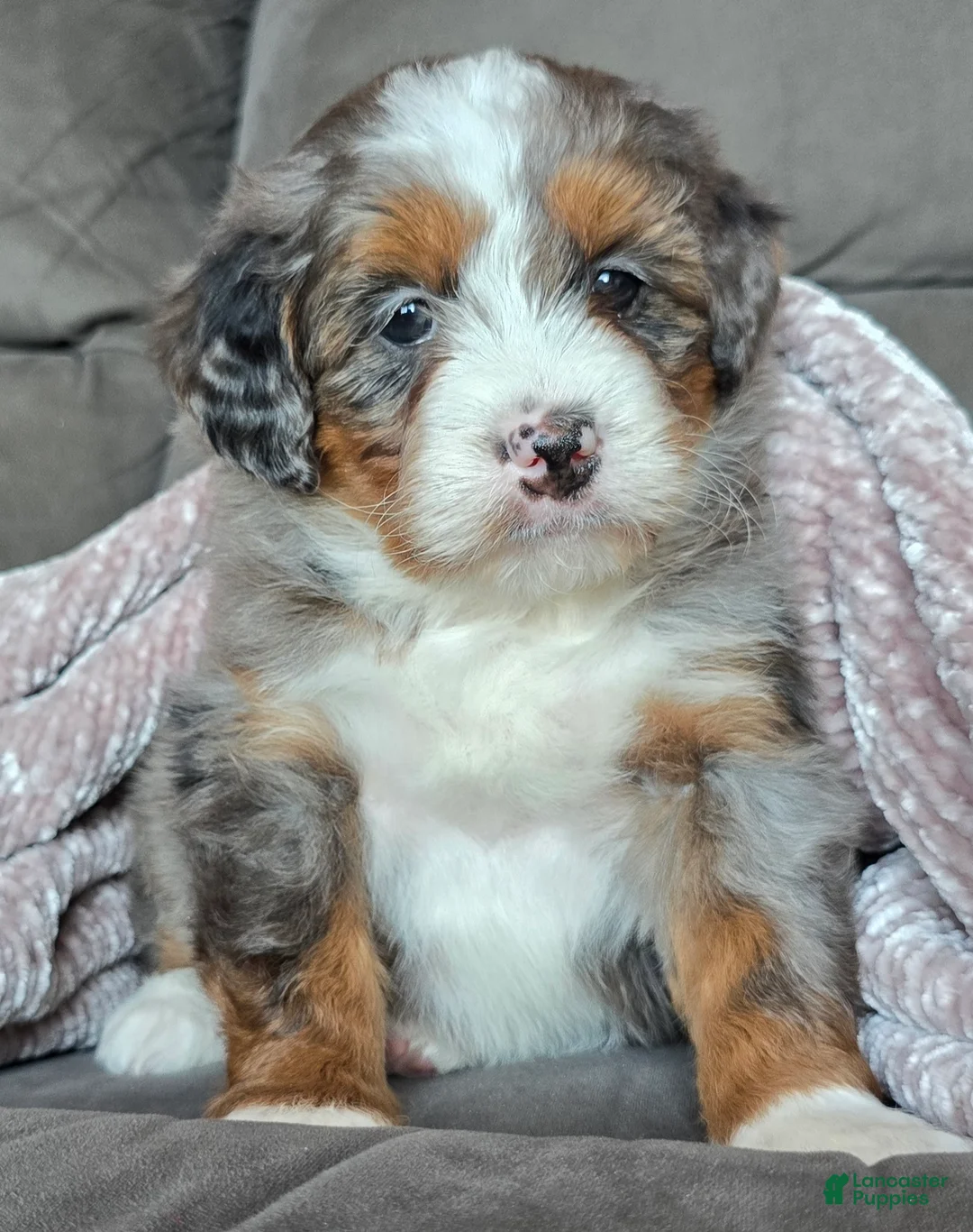 Mini Bernedoodle dogs for sale: Mini Sophie - Ad 18