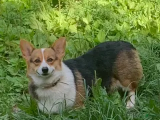 Welsh Corgi Pembroke dogs Zoe gentle and chill female corgi - Ad 5