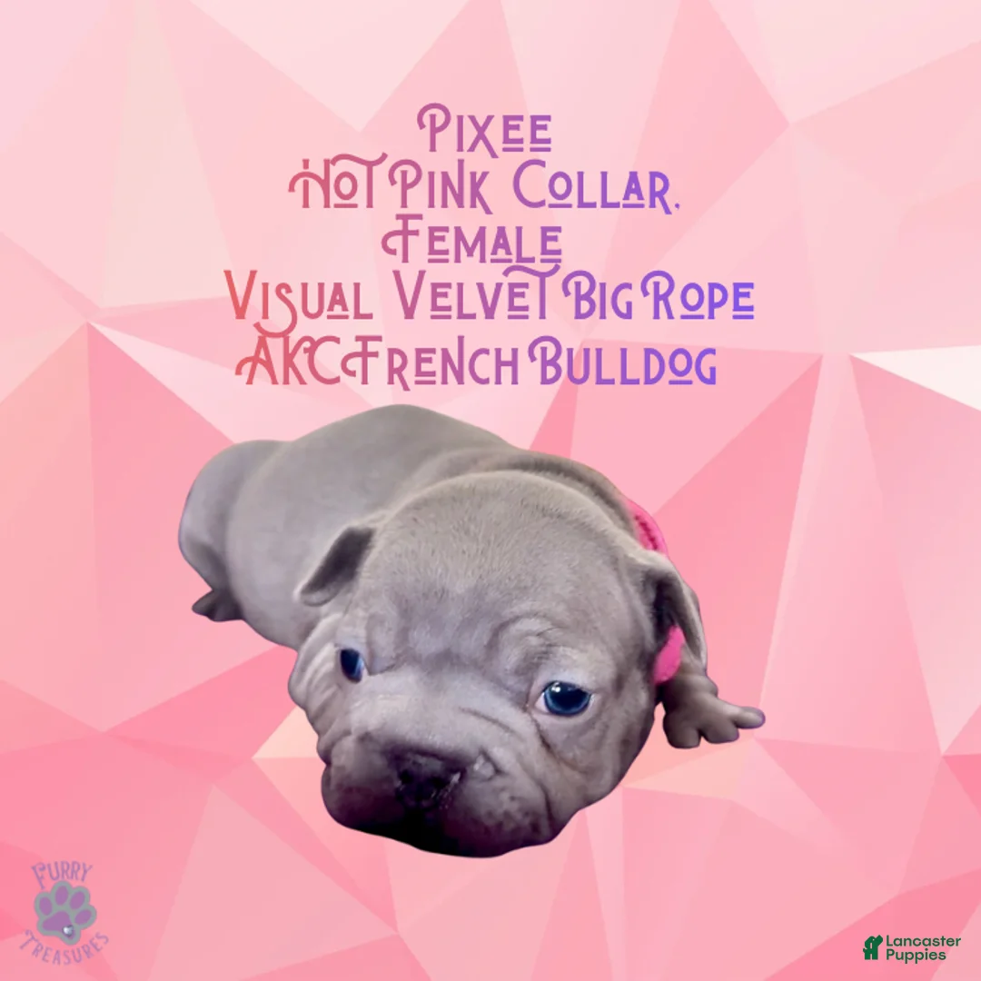 French Bulldog dogs for sale: Pixee “Hot Pink” Collar Female  - Ad 2