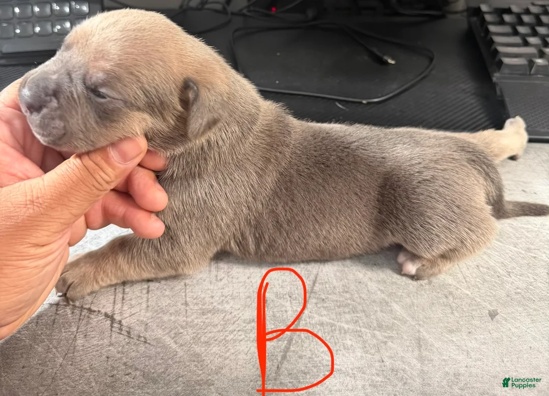 Cane Corso dogs for sale: Zeus - Ad 2